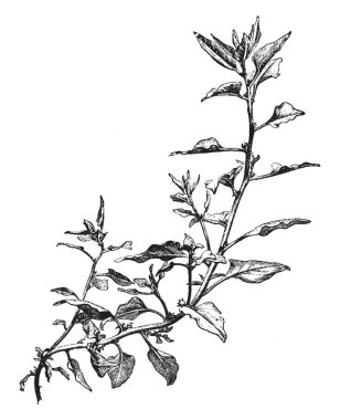 Bu Yeni Zelanda ıspanak küçük bir dal, olarak da bilinen Cook'un lahana veya Tetragon, Yeni Zelanda ıspanak yapraklı bitki, vintage çizgi çizme veya oyma illüstrasyon.