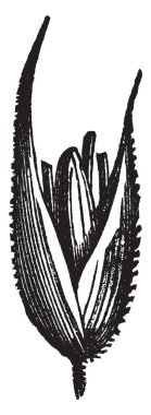 Reed kanarya çimen üst şekil resim gösteren. Dışarı sider çok sert ve çok pürüzsüzlük, petal içinde bağlamak ve dış, vintage çizgi çizme veya oyma illüstrasyon.