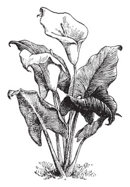 Zantedeschia aethiopica 'yalnızca bir 'petal ' oluşan bir büyük, beyaz çiçek' vardır. 'Çiçek' bir kalın kök, vintage çizgi çizme veya oyma illüstrasyon üst kısmında konumlandırılmış.
