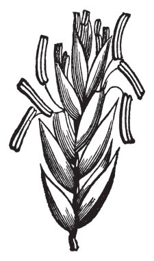 Bu resmi kaz çim, uzun ve ince, dış yan doğrusal, anter yan, vintage çizim için büyümek veya illüstrasyon oyma.