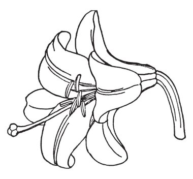 Bu görüntü Masonna lilyum gerçek zambak aile içinde bir bitki olduğunu gösteriyor. Balkanlar ve Ortadoğu, Fransa, İtalya ve diğer bölgelerde, vintage çizgi çizme veya oyma illüstrasyon için yerel.