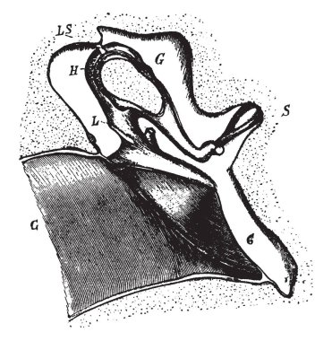 Bu resimde orta kulak, vintage çizgi çizme veya oyma illüstrasyon temsil eder..