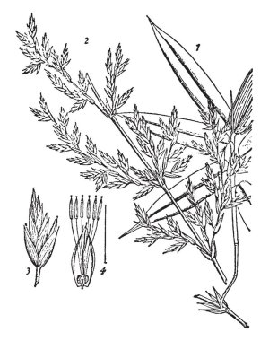 Bu bambu parçası 1 burada görüntüdür yapraklı vur. 2, önümüzdeki dalı. 3, spikelet. 4, çiçek, vintage çizgi çizme veya oyma illüstrasyon.
