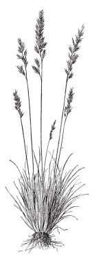 Festuka Ovina bir koyun otlatma, vintage çizgi çizme veya oyma illüstrasyon için çim türüdür.