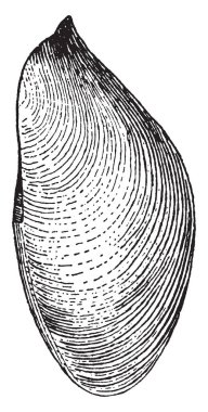 Pedal perforasyon, vintage çizgi çizme veya oyma illüstrasyon ile kurutulmuş manto Gastrochaena yanal görünümü gösterir.