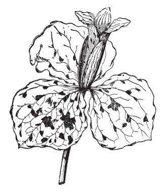 Bir resim Trillium sesil bitki gösterir. Çiçek kırmızı, mor ve huni-Çan şeklinde olur. Bu flora güçlü kokusu için bilinir. Yaprakları düz, dairesel, vintage çizgi çizme veya oyma illüstrasyon ince kıllar sahip.