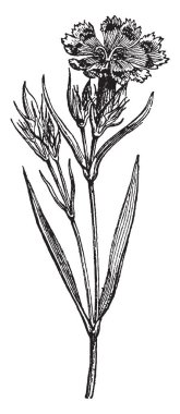 Çin pembe çiçek gösteren bu resim onun diğer adı olan karanfil Chinensis ve çoğunlukla Kuzey Çin, Kore, Moğolistan ve Güneydoğu Rusya, vintage çizgi çizme veya oyma resimde bulunan fainbow pembe.