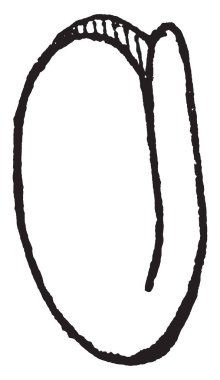 Beyaz arkaplanda klasik botanik kitap çizimi