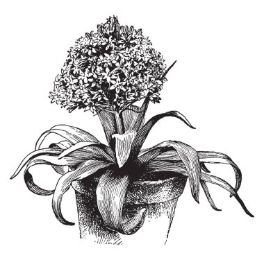 Bu çerçevede adında Scilla Perulu bir ağaç var. Yaprakları büyük ve bulanık, vintage çizgi çizme veya oyma illüstrasyon, çiçekler vardır.