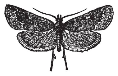 Webworm Loxostege similalis türler, vintage çizgi çizme veya oyma illüstrasyon.