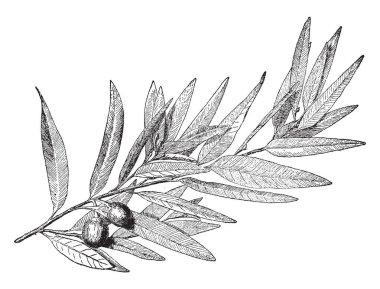 Bir defne veya defne ağacı parlak yaprakları ile küçük bir yaprak dökmeyen ağaç var. Yapraklarını bazen dekorasyon çelenkler, vintage çizgi çizme veya oyma illüstrasyon gibi yapmak için kullanılır.