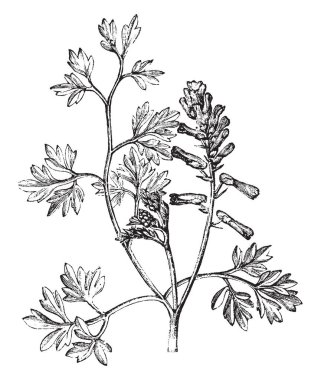 Biz resimde bazı çiçek çiçek açan ve bazıları hala açık, vintage çizgi çizme veya oyma resimde gördüğünüz gibi cilt sorunları için çok yararlı bir ot fumitory olduğunu.