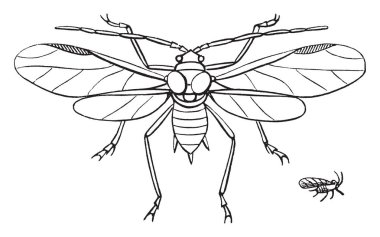 Apple işe yaramaz böcekler, vintage çizgi çizme veya oyma illüstrasyon emme küçük bitki cinsidir.