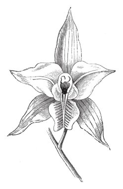 Laelia Albida çiçek Laelia albida kullanılabilir, vintage çizgi çizme veya oyma resimde beyaz, pembe, somon ve gül klonlar vardır.