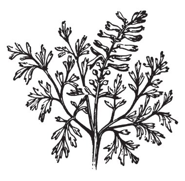 Bir resmin ortak Fumitory, Fumaria officinalis bilinen gösteriyor. Otsu bir yıllık bitki olduğunu ve onun Gelincikgiller, vintage çizgi çizme veya oyma illüstrasyon haşhaş ailesine ait.