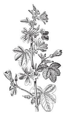 Ortak mallow daha yararlı bazı bizim tarz olarak bol bitki yardımcıları tarif olabilir. Ebegümeci türlerinin sayısı uzun bir gıda ve ilaç olarak kullanılmıştır her yerde onlar Orta Doğu ve Asya, vintage çizgi çizme veya oyma illüstrasyon.