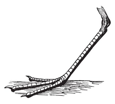 Bu resim Tridactyle ayak Sanderling, vintage çizgi çizme veya oyma illüstrasyon temsil eder..