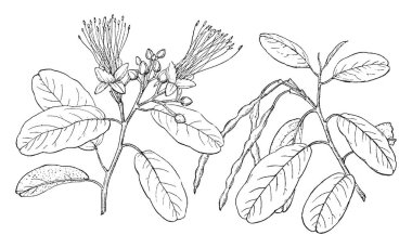 Bu çerçevede Capparis jamaicensis ağacıdır. Yuvarlak ve düz yaprak bölmesidir. O çiçekler, vintage çizgi çizme almak ya da illüstrasyon oyma.