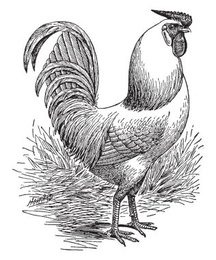 Gül taranmış beyaz Livorno horoz var bir küçük gül tarak, vintage çizgi çizme veya oyma illüstrasyon.