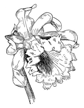 bitki görüntü. Vektör çizim