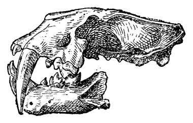 Felis Machairodus kafatası, vintage illüstrasyon kazınmış. Doğal Tarih hayvanların, 1880