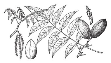 İle iki pekan cevizli ağacının dalını ve az bırakır, vintage çizgi çizme veya oyma illüstrasyon.