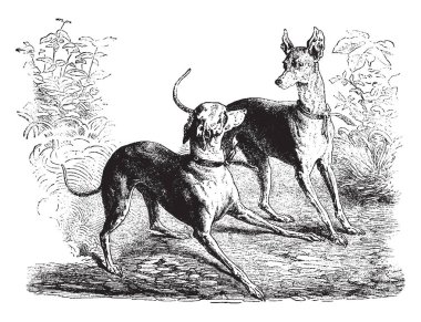 Bu örnekte iki köpek oynamak, vintage çizgi çizme veya oyma illüstrasyon temsil eder.