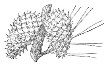 Kalın ve dikenli koniler ağaç, vintage çizgi çizme veya oyma illüstrasyon bir dalda asılı bir fotoğraf.
