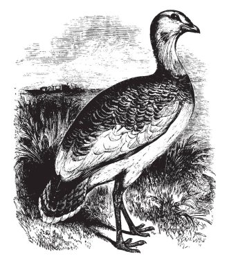 Kırk beş santim uzunluk, vintage çizgi çizme veya oyma illüstrasyon toy.