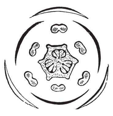 Trillium bir diyagram gösteren bir resim hangi çiçek çevresinde familyasından çok yıllık Otsu bitkiler, Kuzey Amerika ve Asya, vintage çizgi çizme veya oyma illüstrasyon ılıman bölgelere yerli türlerin 40-50.