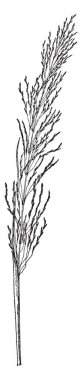 This image shows Vetiveria Zizanioides. Perennial grass belonging to the Poaceae family is seen throughout India, vintage line drawing or engraving illustration. clipart