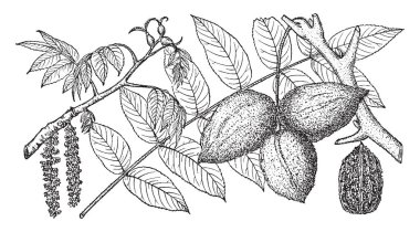 Beyaz ceviz ağacının dalını bu. Yaprakların kenarları sadedir. Meyve içinde sert tohum vardır. Üst katman pürüzsüz ve iç tabaka sert, vintage çizgi çizme veya oyma illüstrasyon.