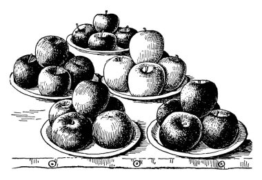 Bu görüntüde bir elma, vintage çizgi çizme veya oyma illüstrasyon iyi sergi plakadır.