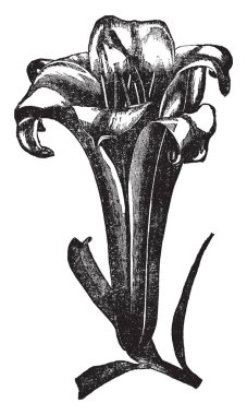Çiçek şekilli huni büyük ve uzun. Sarı, turuncu, pembe, kırmızı veya mor renk, vintage çizgi çizme ve gravür illüstrasyon ile çiçekler.