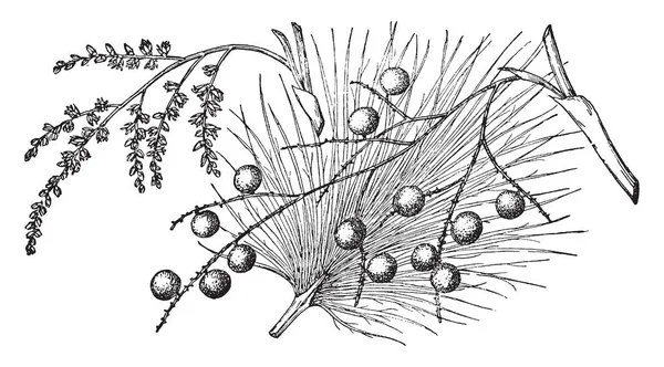 메로이 이미지에 분기는 Palmetto 야자수 빈티지 — 스톡 벡터