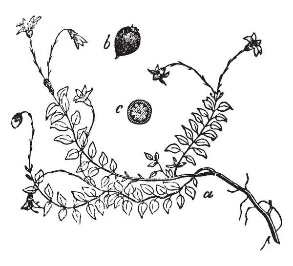 Dies Ist Die Preiselbeerrebe Zusammen Mit Seinen Früchten Und Blüten — Stockvektor