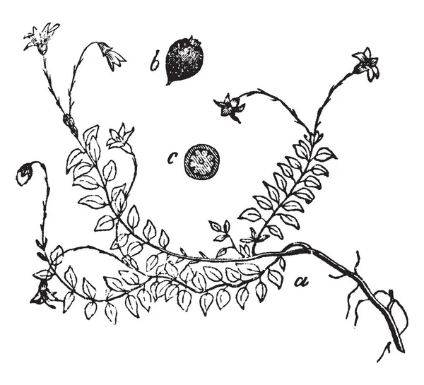 Dit Amerikaanse Veenbes Wijnstok Samen Met Zijn Vruchten Bloemen Figuur — Stockvector