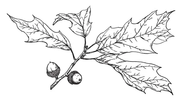 榛子栎树枝的图片 榛子栎有螺旋排列的叶 在许多物种中有裂的边缘 有些有锯齿叶或整个叶子光滑的边缘 复古线条画或雕刻插图 — 图库矢量图片