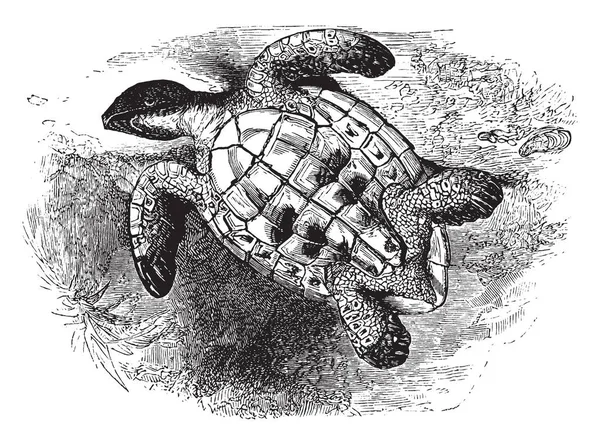 Imbricated Kaplumbağa Sırtını Açığa Onun Bel Altı Vintage Çizgi Çizme — Stok Vektör