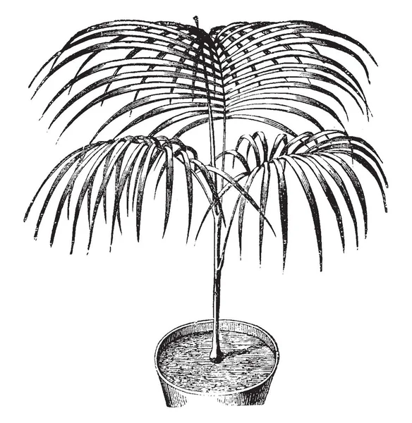 Oreodoxa Sancona Красновато Коричневое Растение Листья Разбросаны Растению Рисунок Винтажной — стоковый вектор