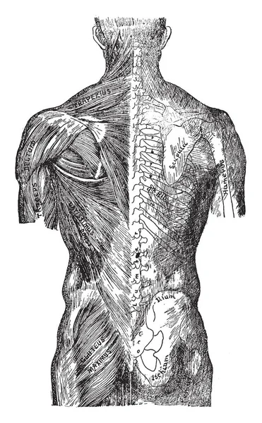 Обратный Вид Корпуса Очертания Скелета Покрытия Рисунок Винтажной Линии Гравировка — стоковый вектор