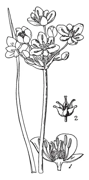 花の幹に取り付け花ディスク クラスターで栽培 植物の生活はライナーです ヴィンテージの線描画や彫刻図の半分の部分があります — ストックベクタ