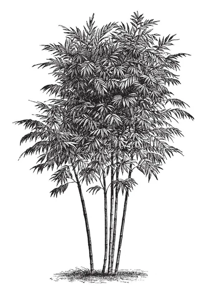 A bambusa arundinacea growing straight and long, they have more branch and stem. Branches spread out from base, blunt leaves are grown on the branches, vintage line drawing or engraving illustration.