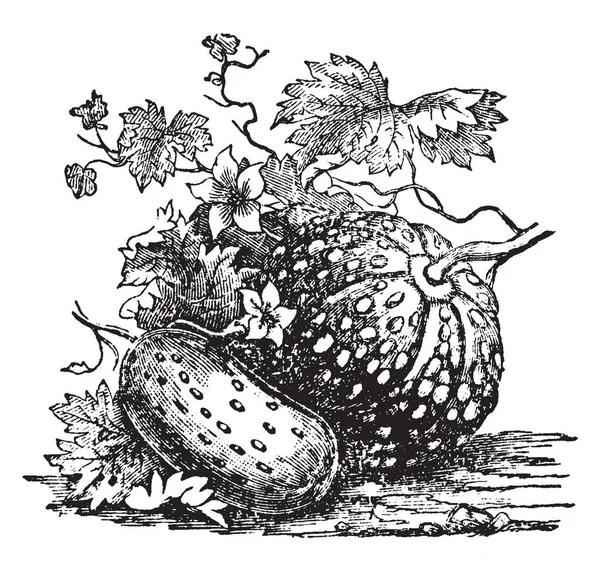 Une Image Montrant Fruit Melon Qui Est Fruit Délicieux Bien — Image vectorielle