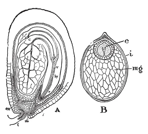 これらの つのグループ構造内の部品の つの部門を形成される胚のルーツ 胚撮影 珠孔等 ビンテージ ライン描画または彫刻図内 — ストックベクタ