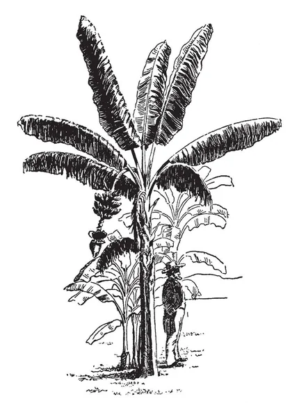 写真はバナナ植物軸受果実です バナナの木 ビンテージの線描画や彫刻図の影の下で立っている人があります — ストックベクタ