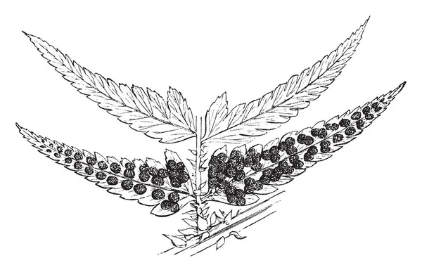 Зображення Показує Багатоніжка Drepanum Вид Папороть Багатоніжкові Сім Vintage Штриховий — стоковий вектор