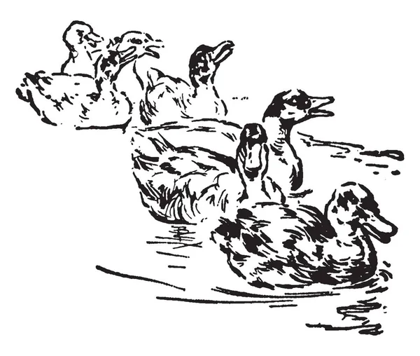 Esta Imagen Representa Seven Ducks Dibujo Línea Vintage Ilustración Grabado — Archivo Imágenes Vectoriales