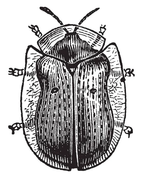 Golden Tortoise Beetle Feed Sweet Potato Vintage Line Drawing Engraving — Stock Vector