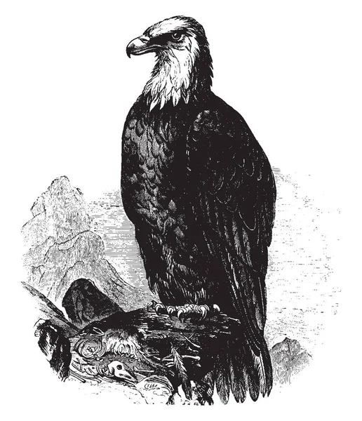 Лысый Орел Хищная Птица Найденная Северной Америке Рисунок Винтажных Линий — стоковый вектор